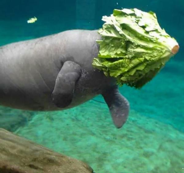 海牛