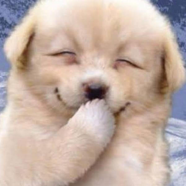 笑う犬のお題一覧 ボケて Bokete 笑う犬のお題一覧 ボケて Bokete