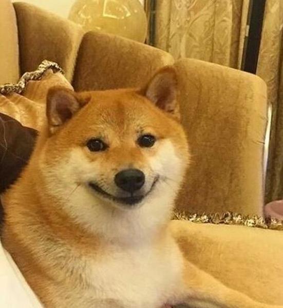 柴犬の面白ネタ 写真 画像 の人気まとめ ラベル ボケて Bokete ページ217