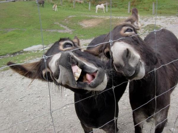 ロバの面白ネタ 写真 画像 の人気まとめ ラベル ボケて Bokete ページ191