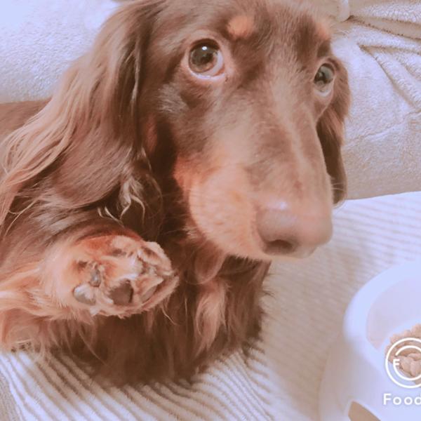 ボイキン スパニエルの面白ネタ 写真 画像 の人気まとめ ラベル ボケて Bokete ページ3